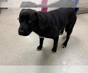 Labrador Retriever Dogs for adoption in Riverside, CA, USA