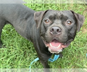 American Pit Bull Terrier-Unknown Mix Dogs for adoption in Millersville, MD, USA