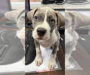 American Pit Bull Terrier-Unknown Mix Dogs for adoption in Redlands, CA, USA