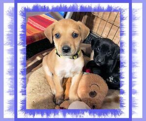 Mutt Dogs for adoption in Genoa City, WI, USA