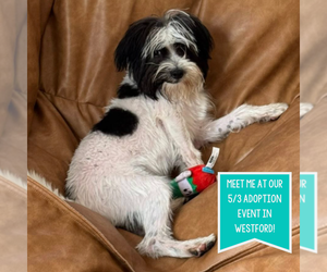 Shih Tzu-Unknown Mix Dogs for adoption in Boston, MA, USA