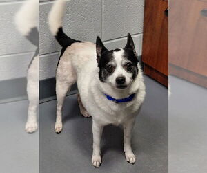 Chihuahua-Unknown Mix Dogs for adoption in South Bend, IN, USA