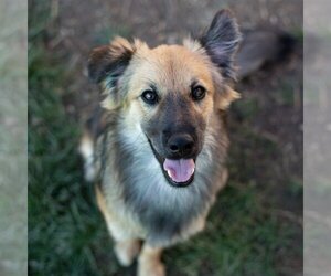 Mutt Dogs for adoption in Jefferson, WI, USA