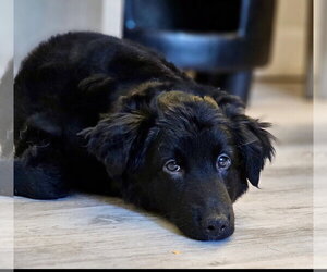 Mutt Dogs for adoption in Royal Palm Beach, FL, USA
