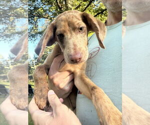 Beagle-Unknown Mix Dogs for adoption in Springdale, PA, USA