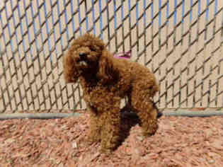 Poodle (Toy) Dogs for adoption in Norco, CA, USA