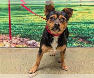 Chihuahua-Unknown Mix Dogs for adoption in Moreno Valley, CA, USA