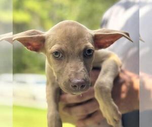 Medium Photo #1 Mutt Puppy For Sale in Yardley, PA, USA