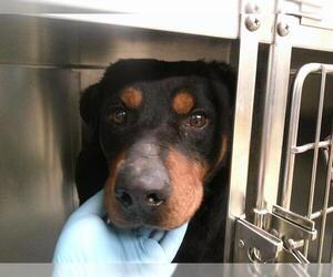 Rottweiler Dogs for adoption in Oklahoma City, OK, USA