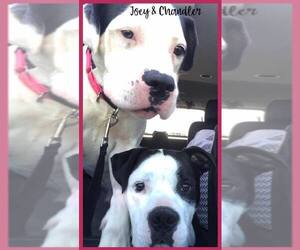 Bull-Boxer Dogs for adoption in Walnutport, PA, USA