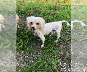 Maltese Dogs for adoption in Sanford, FL, USA