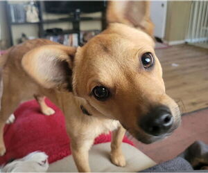 Mutt Dogs for adoption in Sandy, UT, USA