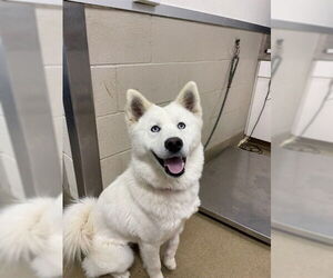 Siberian Husky Dogs for adoption in Santa Barbara, CA, USA