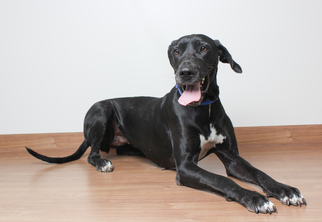 Great Dane Dogs for adoption in Eden Prairie, MN, USA