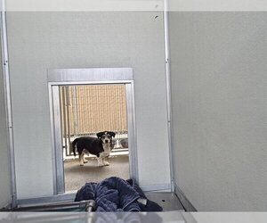 Maltese-Unknown Mix Dogs for adoption in Corona, CA, USA
