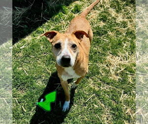 Labbe Dogs for adoption in Bristol, CT, USA