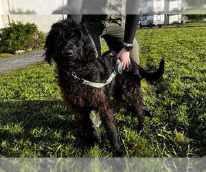 Poodle (Standard)-Unknown Mix Dogs for adoption in McKinleyville, CA, USA
