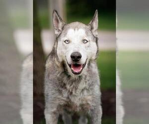Siberian Husky-Unknown Mix Dogs for adoption in Belleville, IL, USA