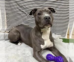 Mutt Dogs for adoption in Chula Vista, CA, USA