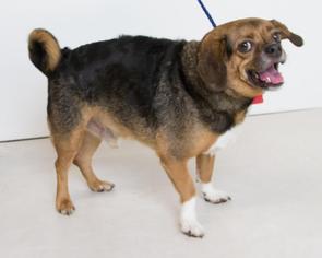 Pugalier Dogs for adoption in Minneapolis, MN, USA