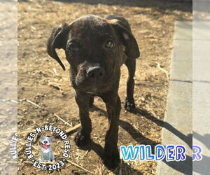 Boxer-German Wirehaired Pointer Mix Dogs for adoption in Omaha, NE, USA