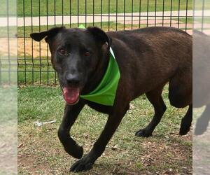 Labrador Retriever-Unknown Mix Dogs for adoption in San Antonio, TX, USA