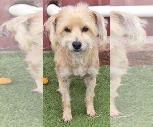 Shih Tzu-Unknown Mix Dogs for adoption in Carrollton, TX, USA