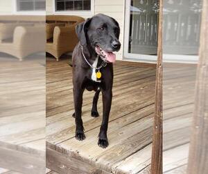 Doberman Pinscher-Great Dane Mix Dogs for adoption in Lexington, SC, USA