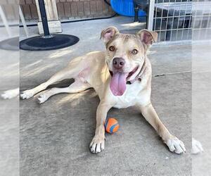 American Pit Bull Terrier-Labrador Retriever Mix Dogs for adoption in Lodi, CA, USA