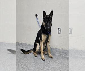 German Shepherd Dog Dogs for adoption in Pasadena, TX, USA