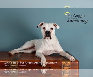 Boxer Dogs for adoption in aurora, IL, USA