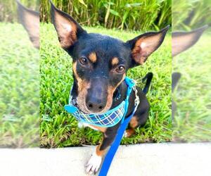 Doxie-Pin Dogs for adoption in Fort Lauderdale, FL, USA