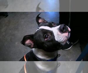 American Pit Bull Terrier-Unknown Mix Dogs for adoption in Tulsa, OK, USA