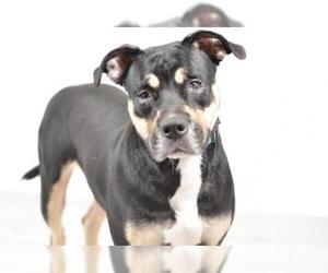 Labrador Retriever Dogs for adoption in West Palm Beach, FL, USA