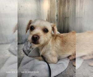 Mutt Dogs for adoption in San Antonio, TX, USA