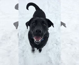 Mutt Dogs for adoption in Rockaway, NJ, USA