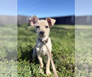 Jack Chi Dogs for adoption in Chico, CA, USA