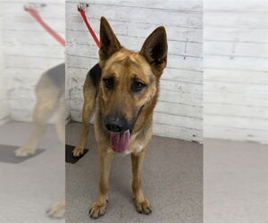 German Shepherd Dog-Unknown Mix Dogs for adoption in San Bernardino, CA, USA