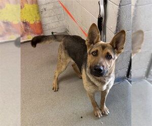 German Shepherd Dog-Unknown Mix Dogs for adoption in San Bernardino, CA, USA
