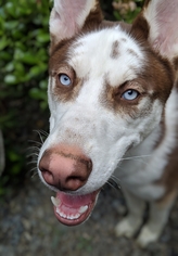 Alaskan Husky Dogs for adoption in Temecula, CA, USA