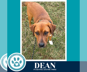 Labrador Retriever-Unknown Mix Dogs for adoption in Kimberton, PA, USA