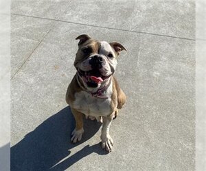 Bulldog Dogs for adoption in San Martin, CA, USA