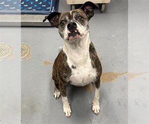 Boxer-Unknown Mix Dogs for adoption in Peoria, IL, USA