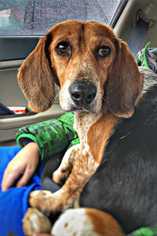Beagle-Unknown Mix Dogs for adoption in Knoxville, TN, USA