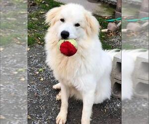 Great Pyrenees Dogs for adoption in Lockport, NY, USA