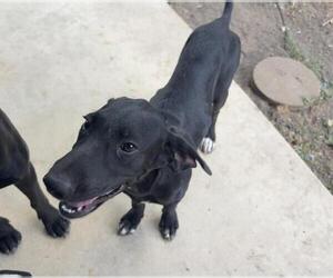 Pointer-Unknown Mix Dogs for adoption in San Antonio, TX, USA
