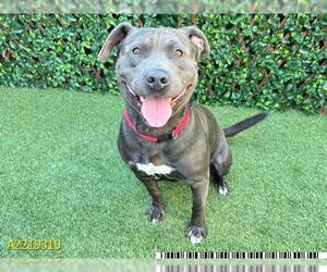 American Staffordshire Terrier Dogs for adoption in West Palm Beach, FL, USA