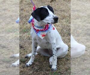 Pointer Dogs for adoption in Bandera, TX, USA