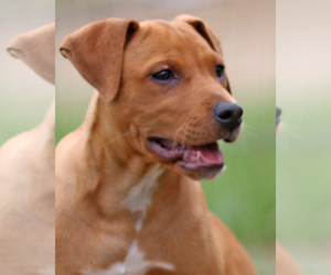Boxweiler Dogs for adoption in Eureka Springs, AR, USA