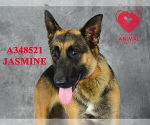 German Shepherd Dog Dogs for adoption in Stockton, CA, USA